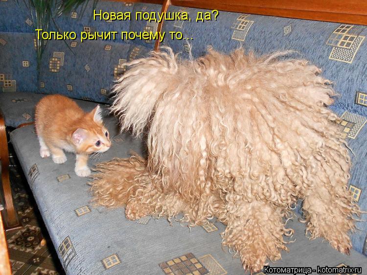 Котоматрица: Новая подушка, да? Только рычит почему то...