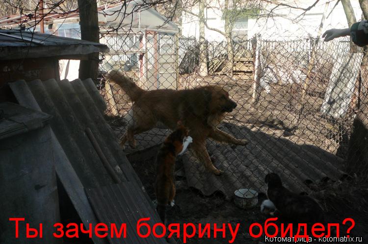 Котоматрица: Ты зачем боярину обидел?