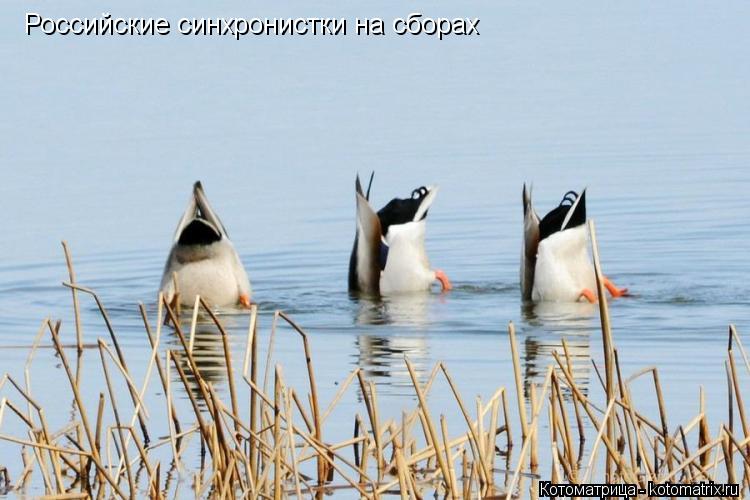 Котоматрица: Российские синхронистки на сборах