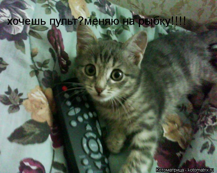 Котоматрица: хочешь пульт?меняю на рыбку!!!!