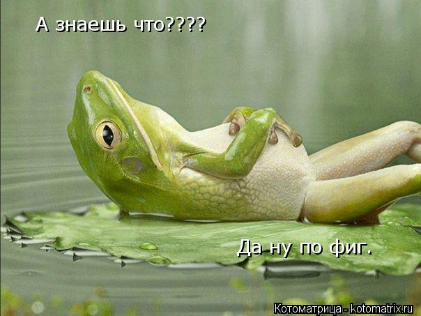 А знаешь что???? Да ну по фиг.... Котоматрица: А знаешь что???? Да ну по фиг.