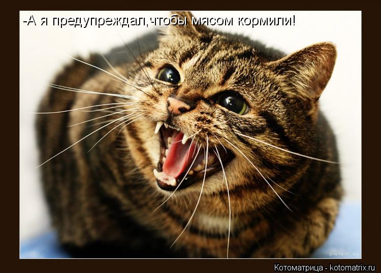 Котоматрица: -А я предупреждал,чтобы мясом кормили!