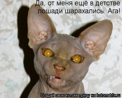 Да, от меня ещё в детстве лошади шарахались. Ага!... Котоматрица: Да, от меня ещё в детстве лошади шарахались. Ага!