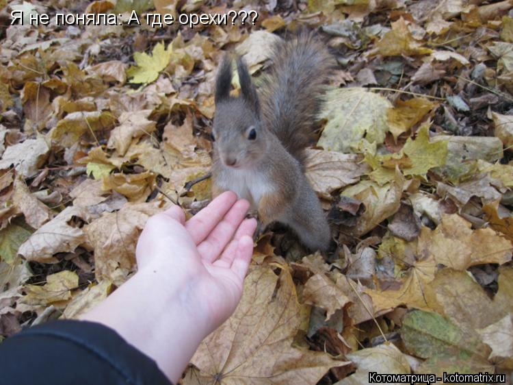 Котоматрица: Я не поняла: А где орехи???