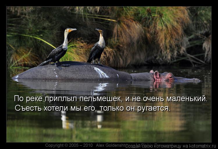 По реке приплыл пельмешек, и не очень маленький. Съесть хотели мы его, только он ругается.... Котоматрица: По реке приплыл пельмешек, и не очень маленький. Съесть хотели мы его, только он ругается.