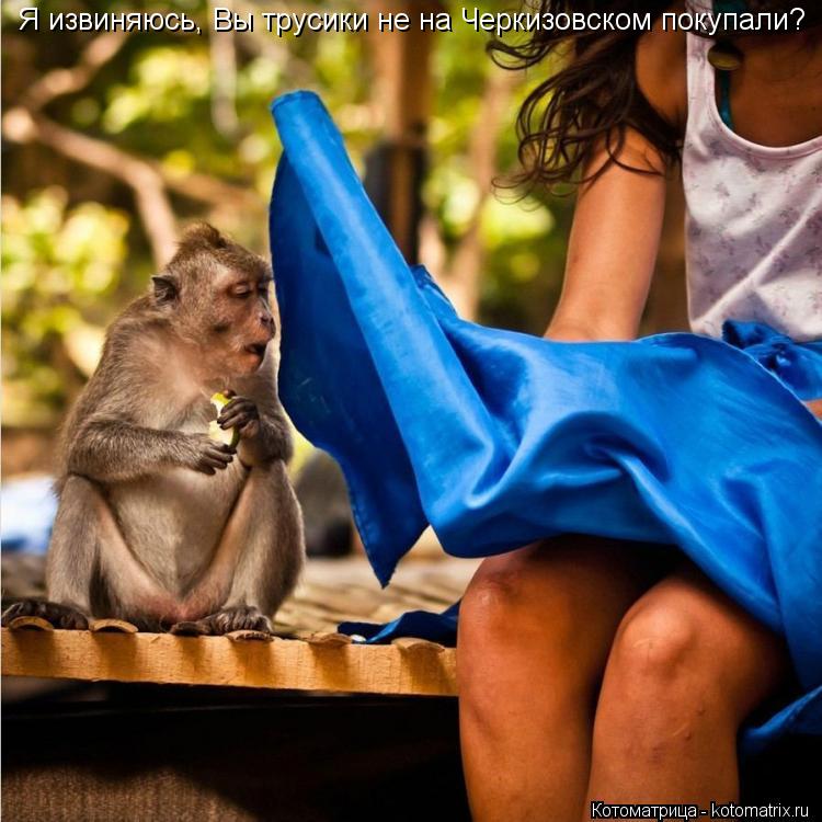 Я извиняюсь, Вы трусики не на Черкизовском покупали?... Котоматрица: Я извиняюсь, Вы трусики не на Черкизовском покупали?