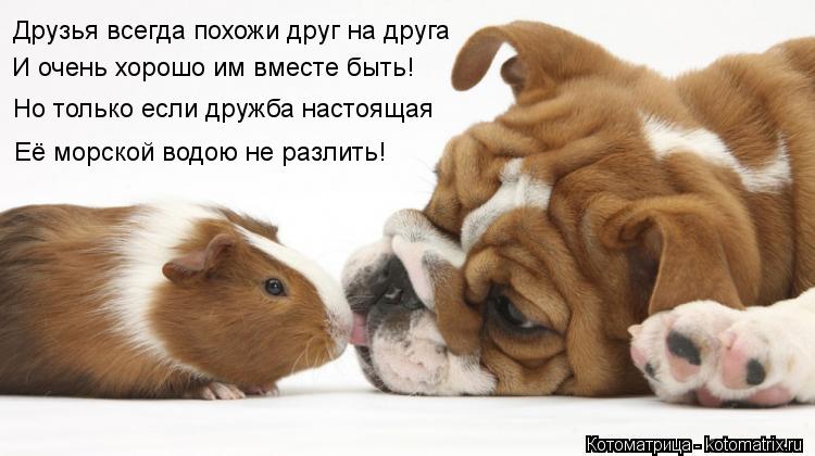 Друзья всегда похожи друг на друга И очень хорошо им вместе быть! Но только если дружба настоящая Её ... Котоматрица: Друзья всегда похожи друг на друга И очень хорошо им вместе быть! Но только если дружба настоящая Её морской водою не разлить!