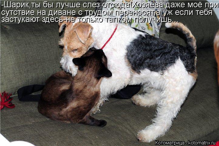 Котоматрица: -Шарик,ты бы лучше слез отсюда!Хозяева даже моё при- сутствие на диване с трудом переносят,а уж если тебя застукают здесь-не только тапком по