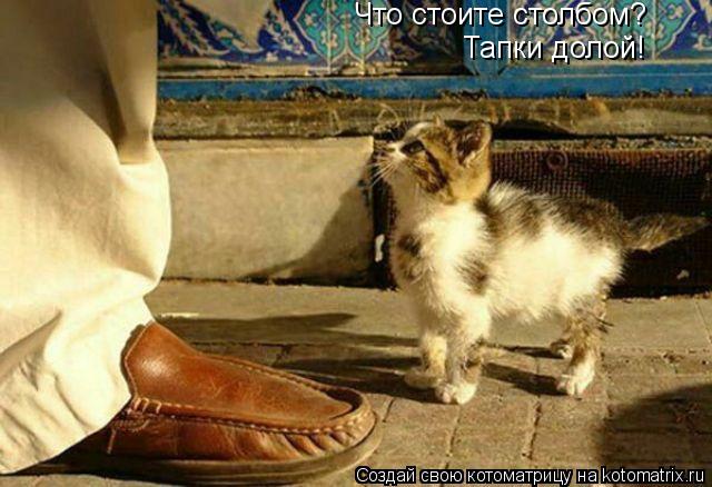 Котоматрица: Что стоите столбом? Тапки долой!