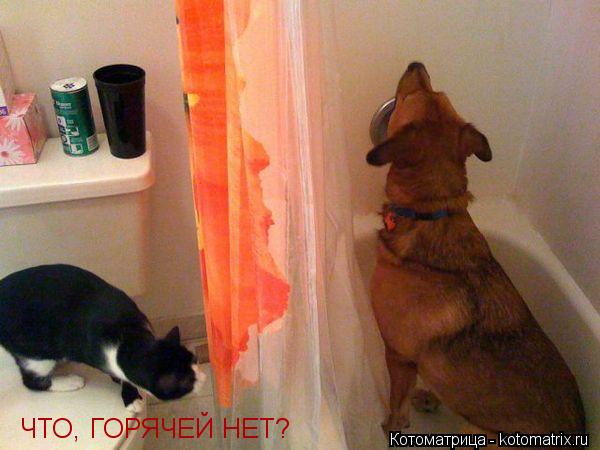 ЧТО, ГОРЯЧЕЙ НЕТ?... Котоматрица: ЧТО, ГОРЯЧЕЙ НЕТ?