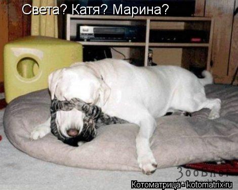 Котоматрица: Света? Катя? Марина?