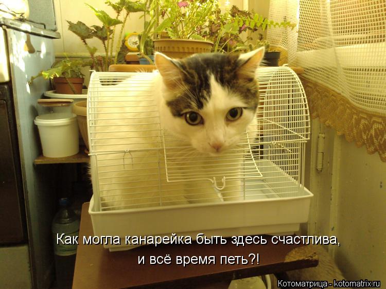Котоматрица: Как могла канарейка быть здесь счастлива, и всё время петь?!