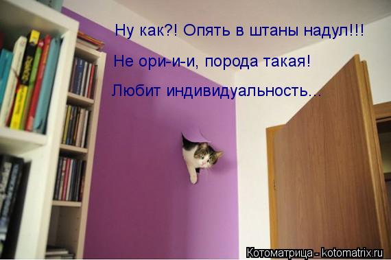 Котоматрица: Ну как?! Опять в штаны надул!!! Не ори-и-и, порода такая! Любит индивидуальность...