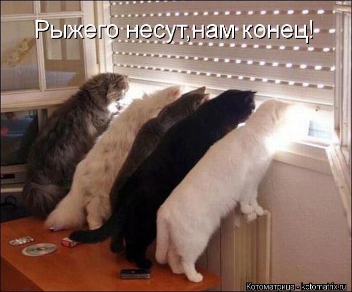 Котоматрица: Рыжего несут,нам конец!