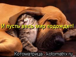 Котоматрица: И пусть весь мир подождет!