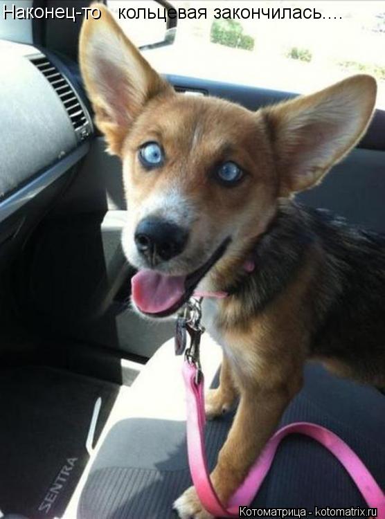 Котоматрица: Наконец-то  кольцевая закончилась....
