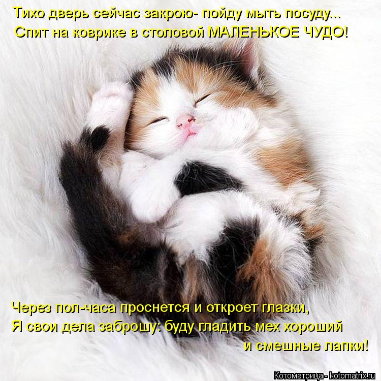 Котоматрица: Тихо дверь сейчас закрою- пойду мыть посуду... Спит на коврике в столовой МАЛЕНЬКОЕ ЧУДО! Через пол-часа проснется и откроет глазки, Я свои де