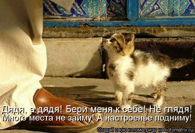Котоматрица: Дядя, а дядя! Бери меня к себе! Не глядя! Много места не займу! А настроенье подниму!