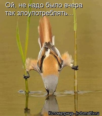 Ой, не надо было вчера так злоупотреблять...... Котоматрица: Ой, не надо было вчера так злоупотреблять...