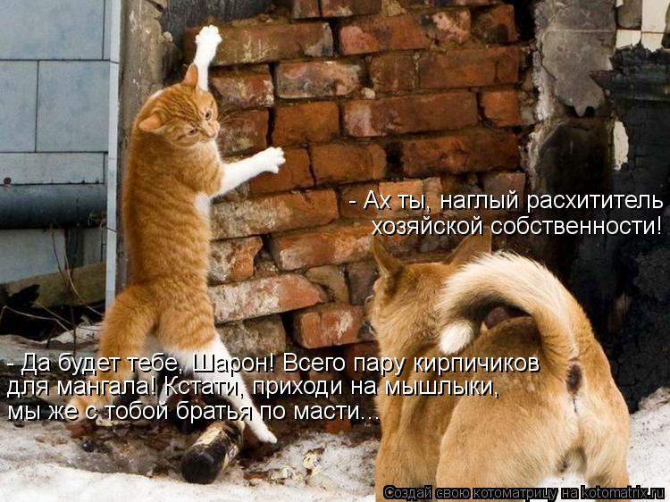 Котоматрица: - Ах ты, наглый расхититель хозяйской собственности! - Да будет тебе, Шарон! Всего пару кирпичиков для мангала! Кстати, приходи на мышлыки,  мы