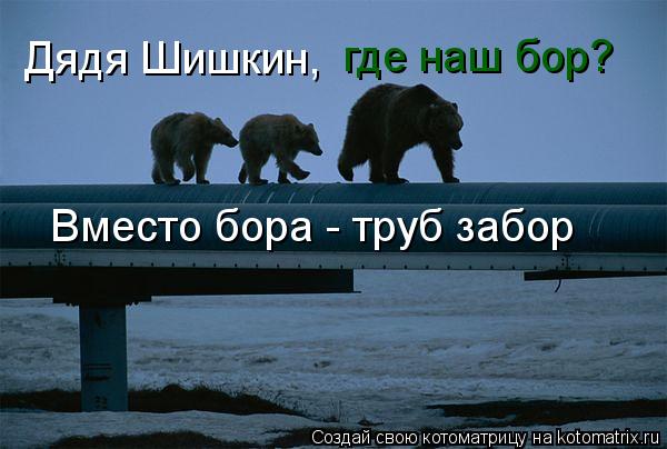 Котоматрица: Дядя Шишкин, где наш бор? Вместо бора - труб забор