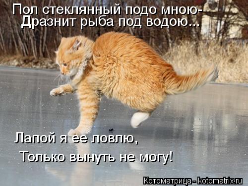 Котоматрица: Пол стеклянный подо мною- Дразнит рыба под водою... Лапой я ее ловлю, Только вынуть не могу!