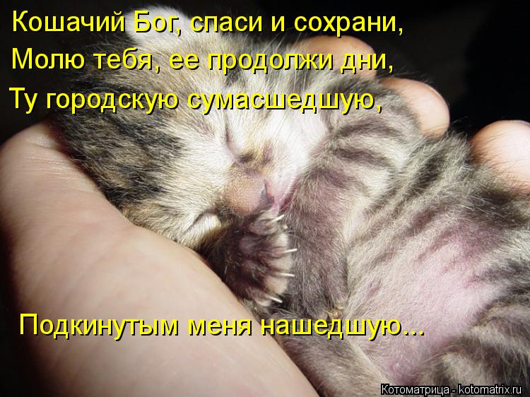 Кошачий Бог, спаси и сохрани, Молю тебя, ее продолжи дни, Ту городскую сумасшедшую, Подкинутым меня ... Котоматрица: Кошачий Бог, спаси и сохрани, Молю тебя, ее продолжи дни, Ту городскую сумасшедшую, Подкинутым меня нашедшую...