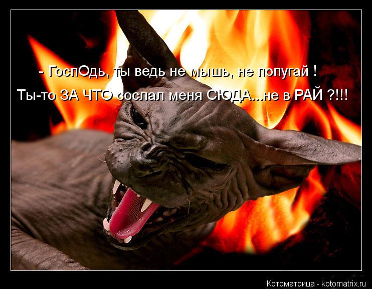 Котоматрица: в тот день кто-то на футбольном матче подставил зажигалку Котоматрица: в тот день кто-то на футбольном матче подставил зажигалку