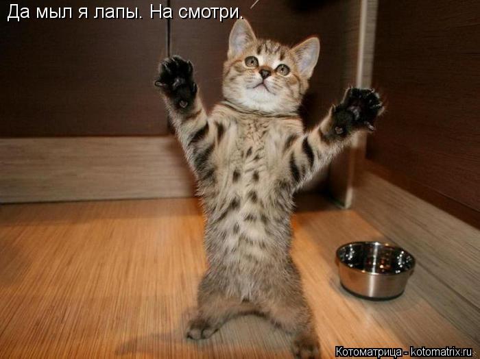Котоматрица: Да мыл я лапы. На смотри.