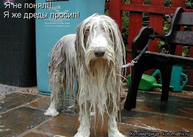 Котоматрица: Я не понял!! Я же дреды просил!