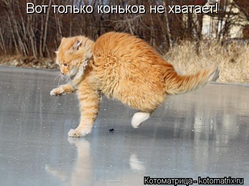 Котоматрица: Вот только коньков не хватает!