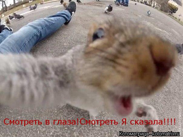 Котоматрица: Смотреть в глаза!Смотреть Я сказала!!!!