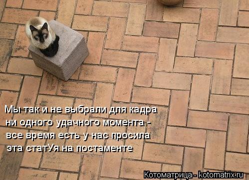 Котоматрица: Мы так и не выбрали для кадра ни одного удачного момента - все время есть у нас просила эта статУя на постаменте