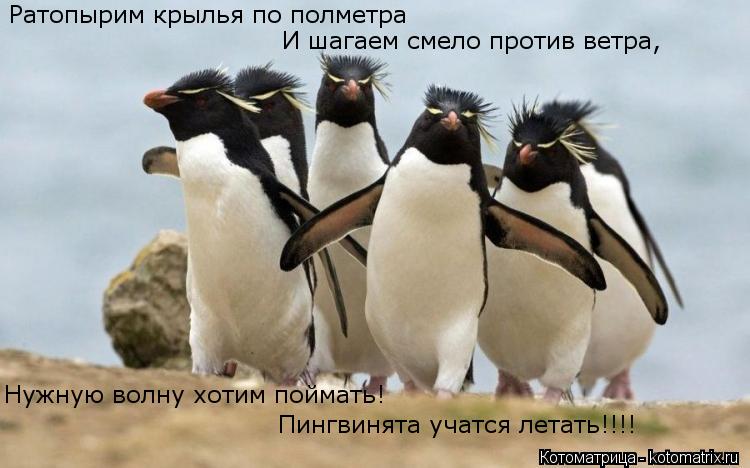 Ратопырим крылья по полметра Нужную волну хотим поймать! Пингвинята учатся летать!!!! И шагаем смело ... Котоматрица: Ратопырим крылья по полметра Нужную волну хотим поймать! Пингвинята учатся летать!!!! И шагаем смело против ветра,
