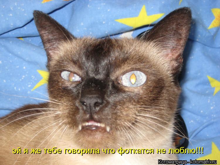 эй я же тебе говорила что фоткатся не люблю!!!... Котоматрица: эй я же тебе говорила что фоткатся не люблю!!!