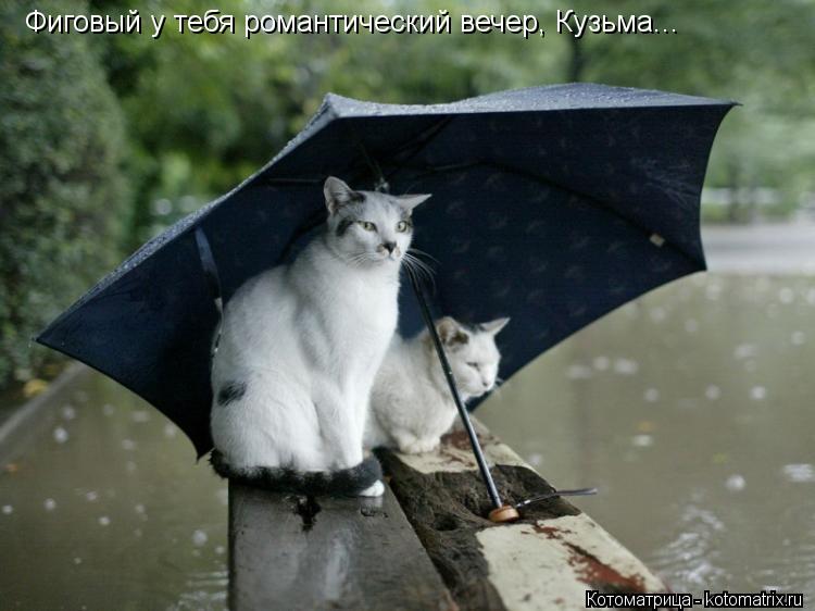 Котоматрица: Фиговый у тебя романтический вечер, Кузьма...