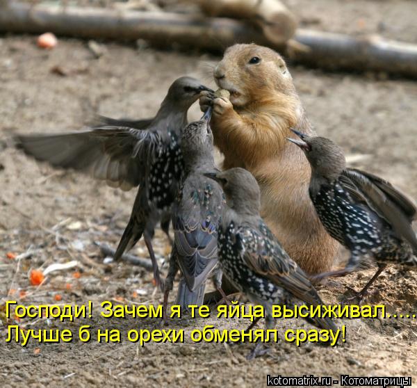 Котоматрица: Господи! Зачем я те яйца высиживал..... Лучше б на орехи обменял сразу!