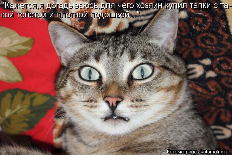 Котоматрица: "Кажется,я догадываюсь,для чего хозяин купил тапки с та- кой толстой и плотной подошвой..."