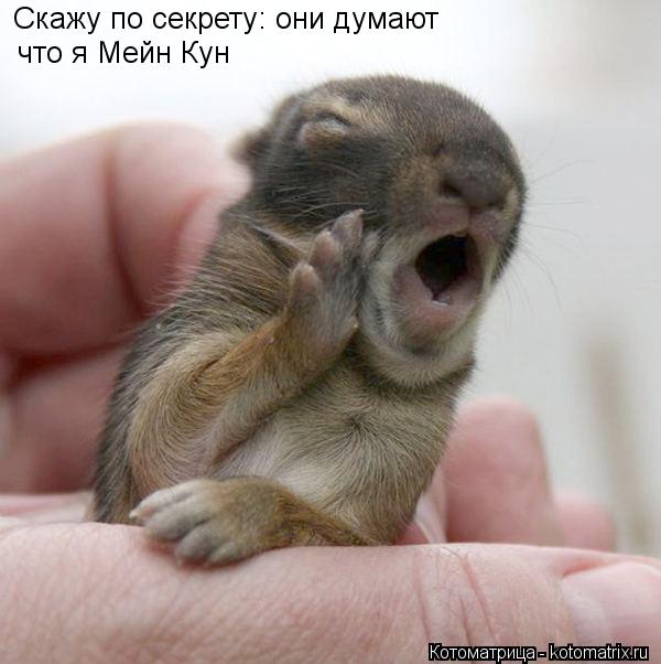 Скажу по секрету: они думают что я Мейн Кун... Котоматрица: Скажу по секрету: они думают что я Мейн Кун