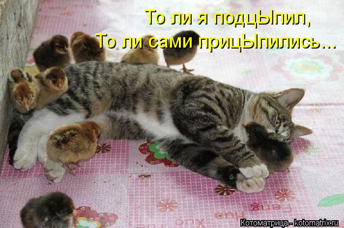 Котоматрица: То ли я подцЫпил, То ли сами прицЫпились...