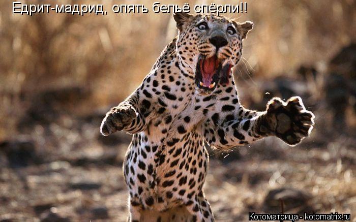 Едрит-мадрид, опять бельё спёрли!!... Котоматрица: Едрит-мадрид, опять бельё спёрли!!