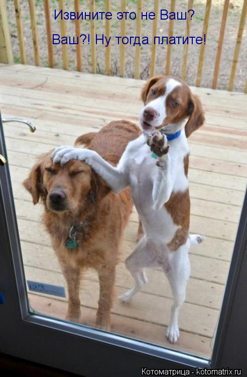 Котоматрица: Извините это не Ваш? Ваш?! Ну тогда платите!