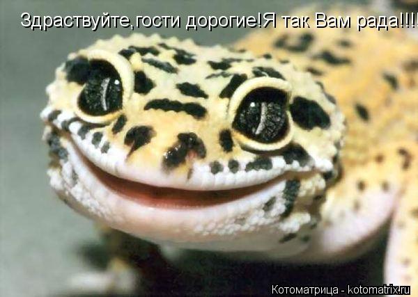 Котоматрица: Здраствуйте,гости дорогие!Я так Вам рада!!!!