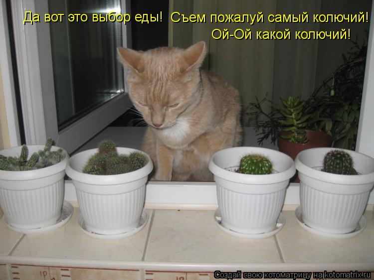 Котоматрица: Да вот это выбор еды! Съем пожалуй самый колючий! Ой-Ой какой колючий!