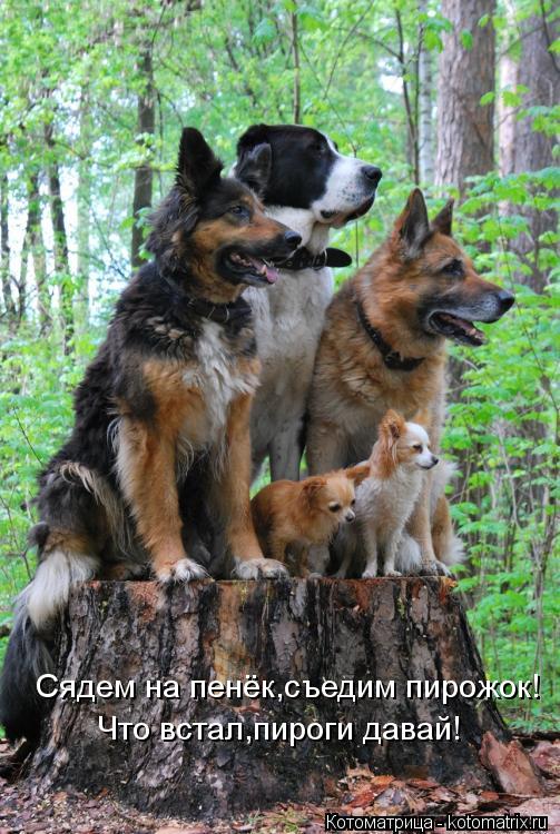 Котоматрица: Сядем на пенёк,съедим пирожок! Что встал,пироги давай!