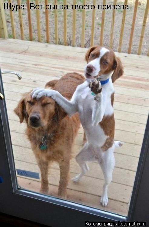 Котоматрица: Шура! Вот сынка твоего привела.