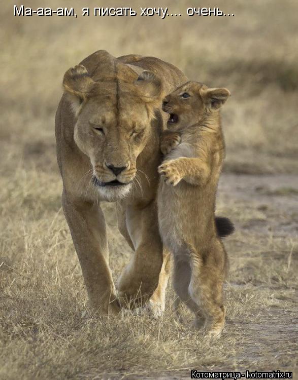 Котоматрица: Ма-аа-ам, я писать хочу.... очень...