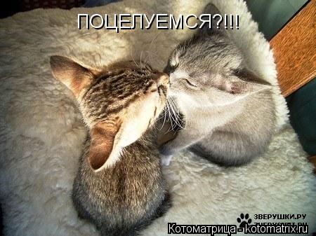 Котоматрица: ПОЦЕЛУЕМСЯ?!!!