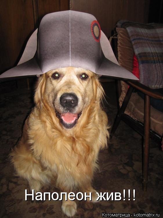 Котоматрица: Наполеон жив!!!