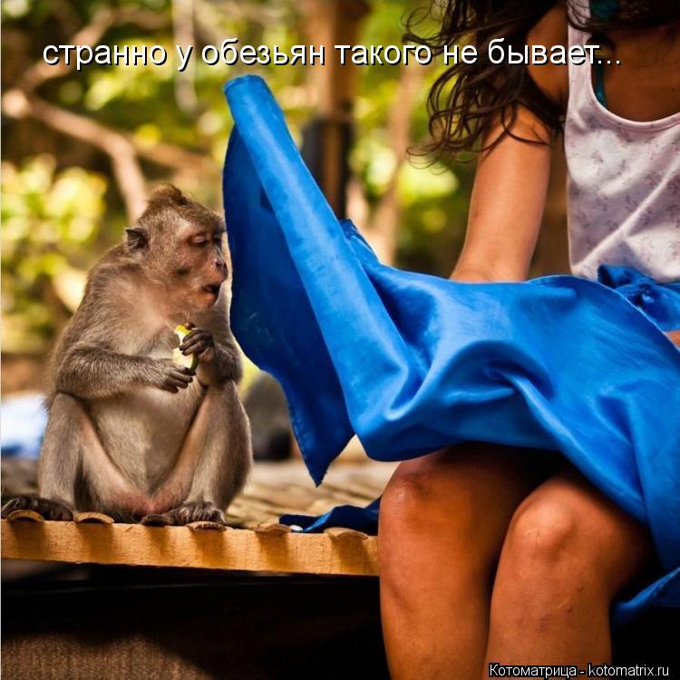 странно у обезьян такого не бывает...... Котоматрица: странно у обезьян такого не бывает...